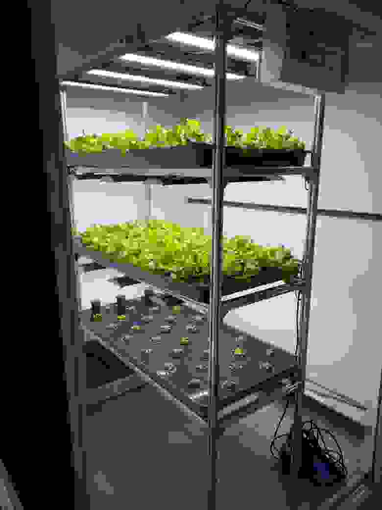 Демонстрационная установка, на которой показываются возможности автоматизации. На данный момент выращивается салат, но потом основными культурами станут картофель и голубика9